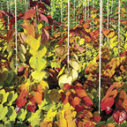 Brighter Blooms Flame Thrower Redbud Tree, 3-4-ft